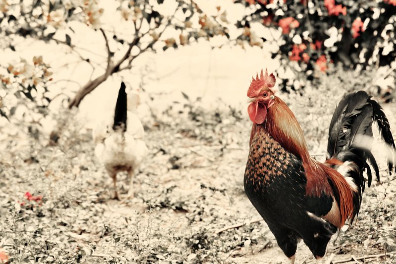 Rooster