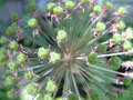 Pods