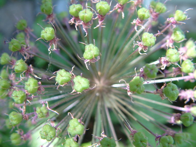 Pods