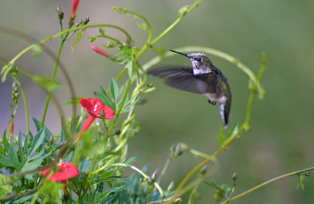 Ruby in Flight DPC.jpg