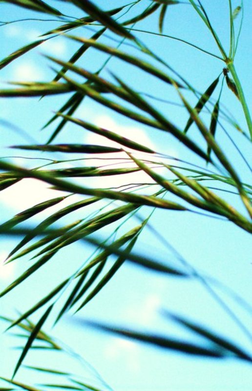 Breeze
