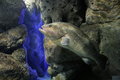 Blue Zone