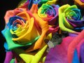 True Colors