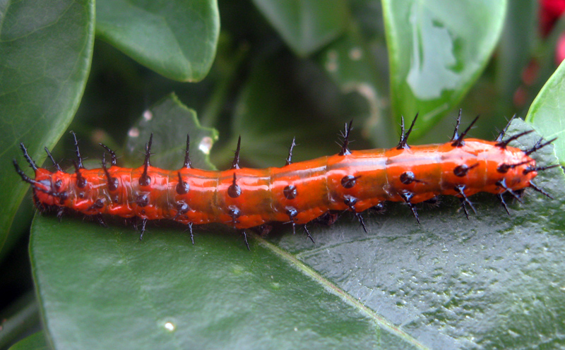 caterpillar.jpg