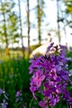 Phlox 