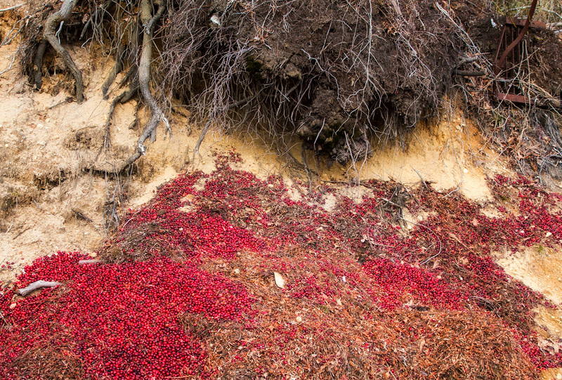 Underfoot #9:  After the Cranberry Harvest