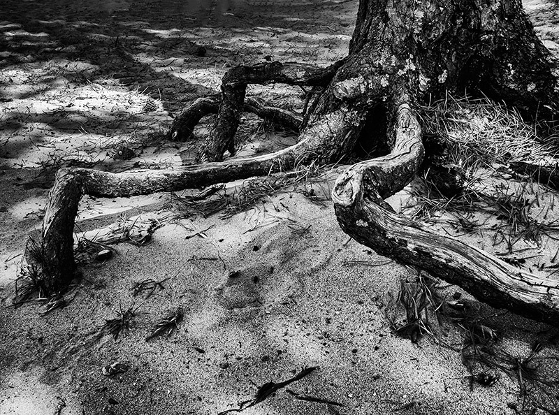 Underfoot #12: Tree on Stilts