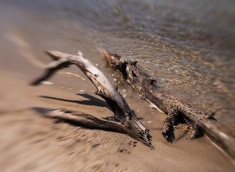 Underfoot #13: Driftwood
