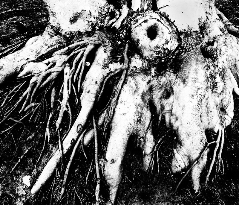 Underfoot #16: Foot of the Beech Tree