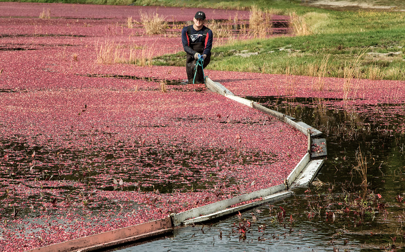 Cranberry Harvest #2