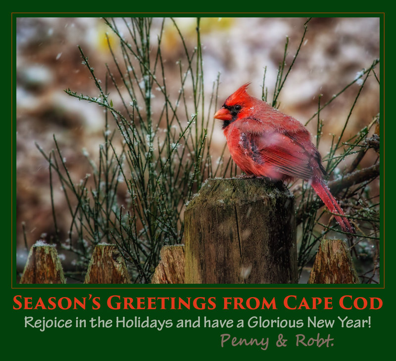 Season's Greetings from Cape Cod