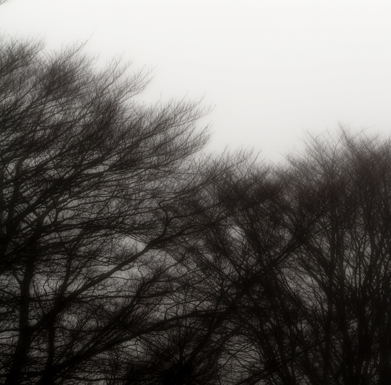 2014 Photo a week. #2:  Beech Trees in Fog 