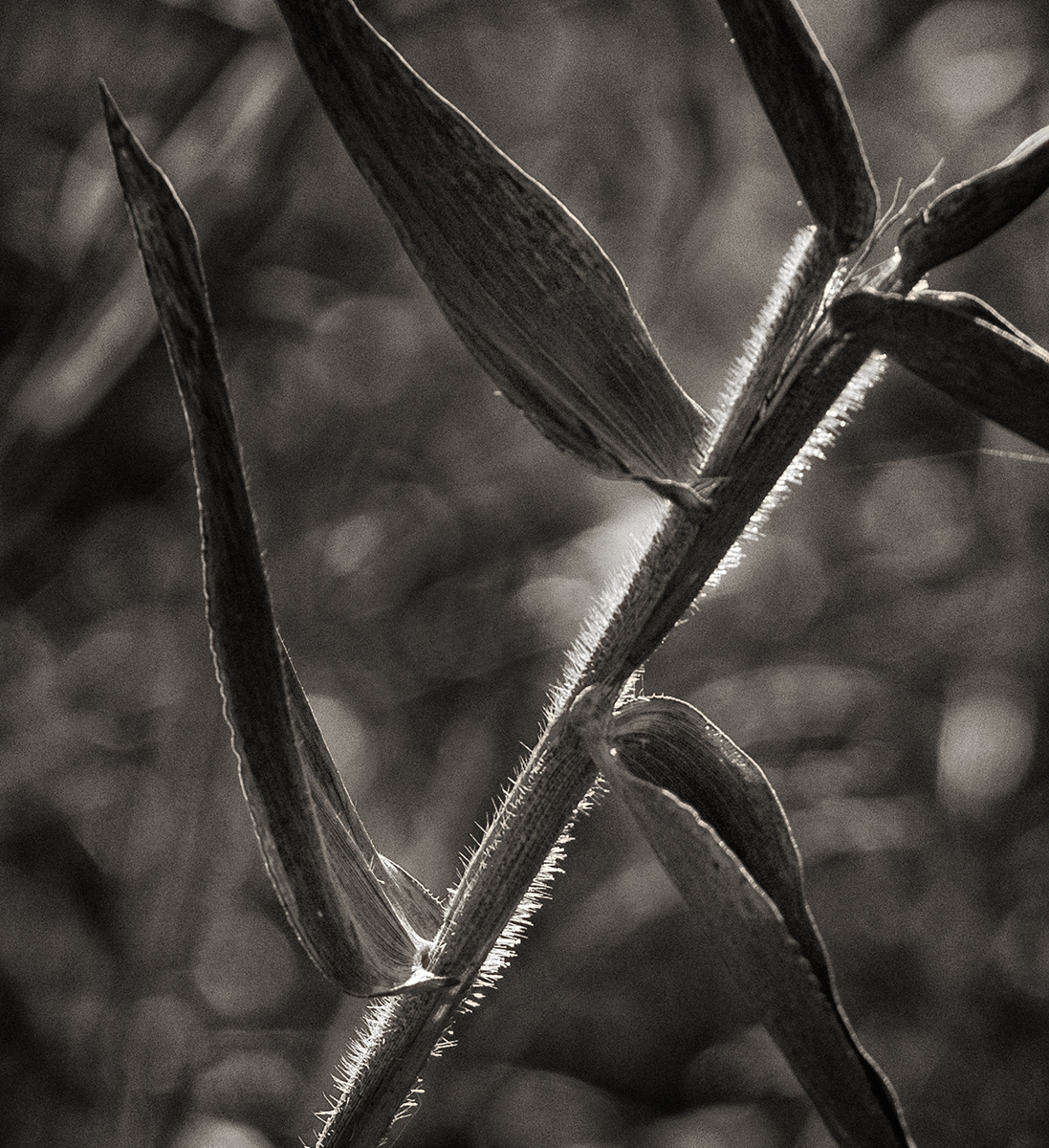 leaf / stem