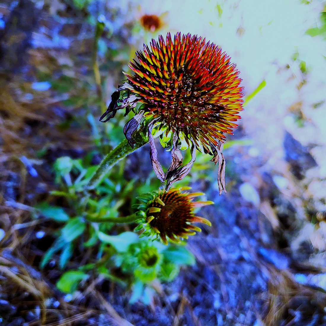 Echinacea-low temp