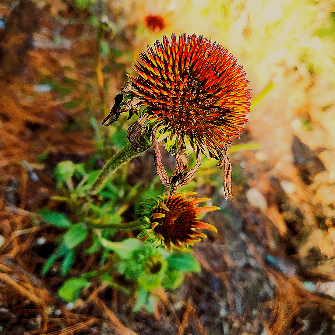 Echinacea warm
