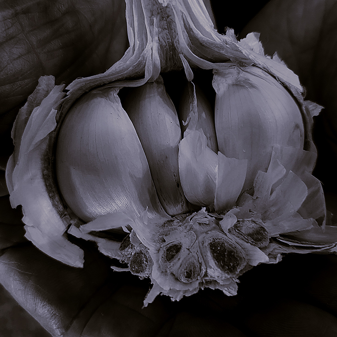 Garlic-head-in-hands-for-DPC-20251127_113652