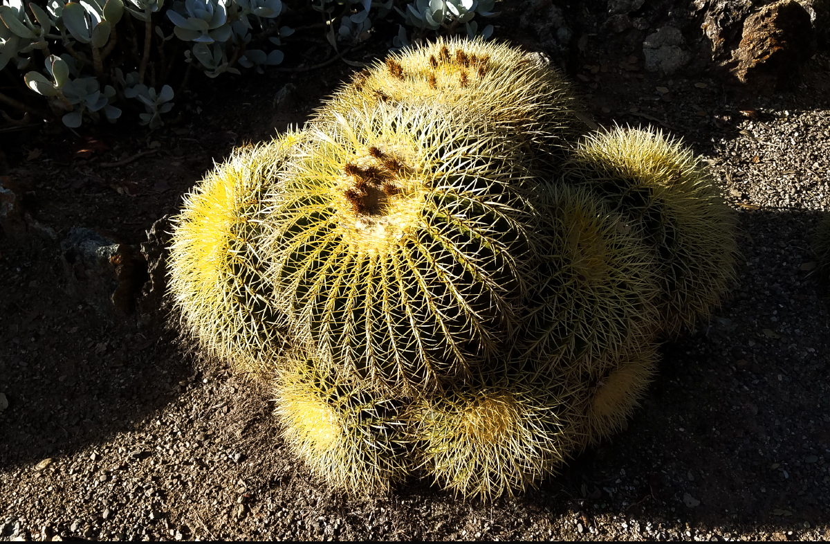 The Cactus Garden (Reaching for the light)