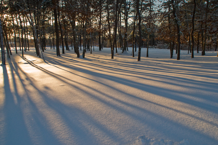 Winter evening light pine trees and snow original
