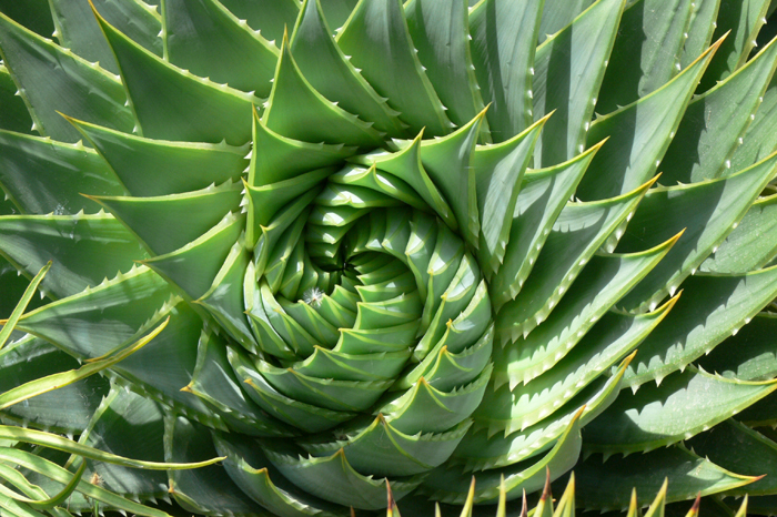 Spiral cactus, original