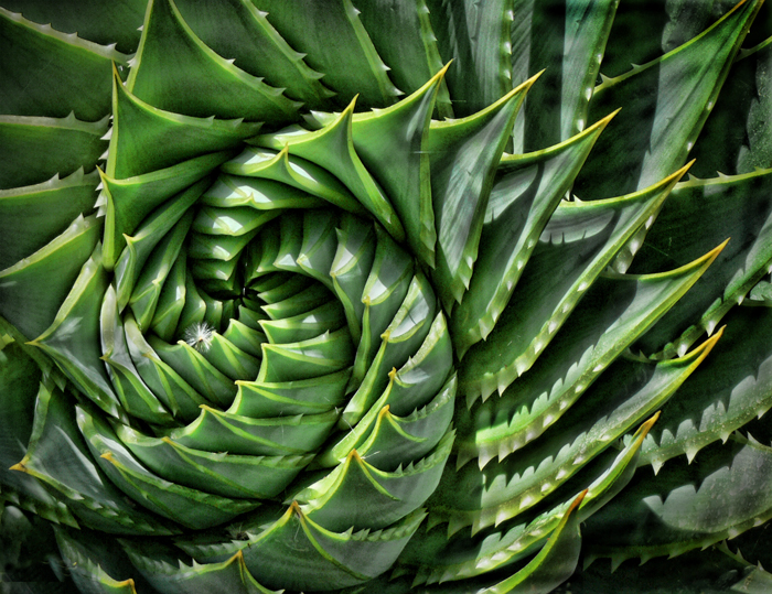 Spiral cactus, Topaz Spicify