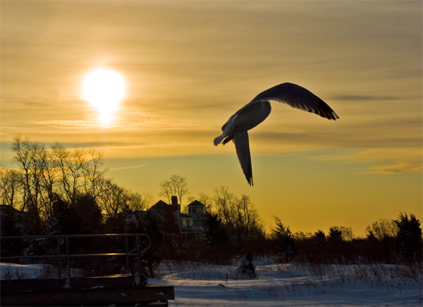 Gull at sunset