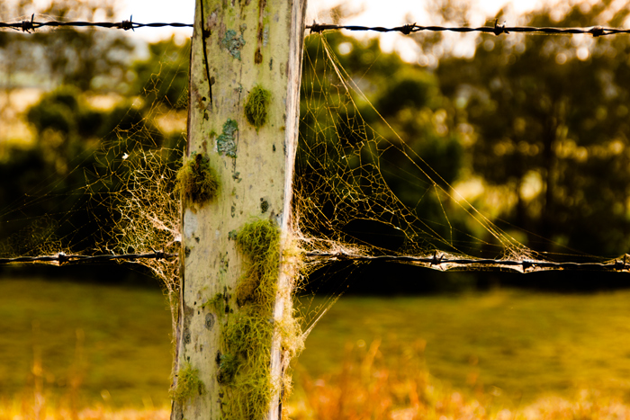 _DSC3882-fence-w-cobweb-original