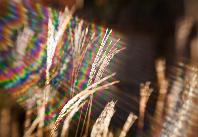 New Year's Day, Morning Light