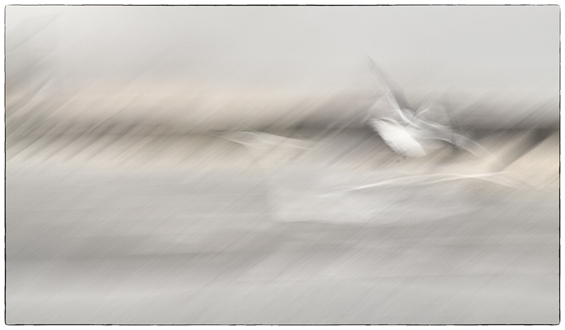 Gulls