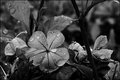 Nature's Poetry