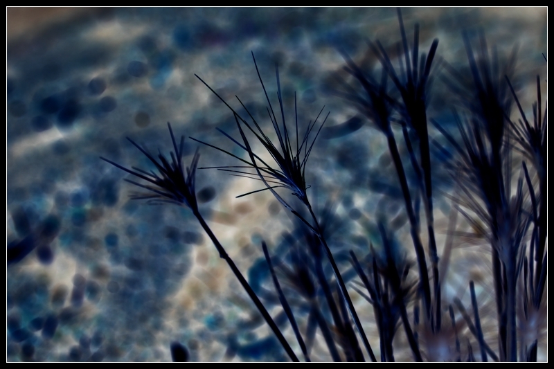 negative weeds 2