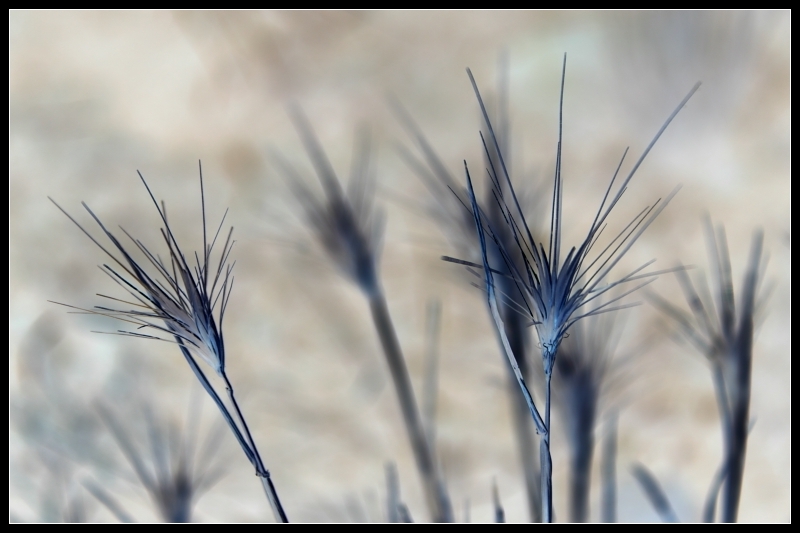 negative weeds 4