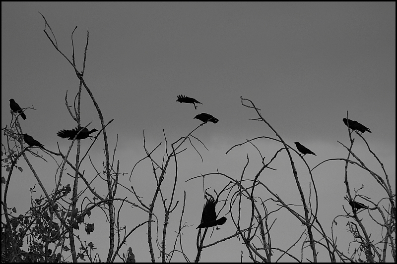 RavenFlight