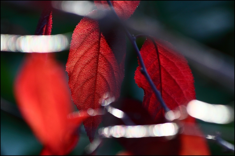 Autumn Luminaries