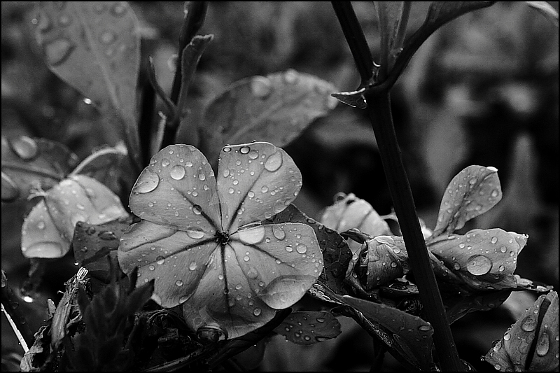 Nature's Poetry