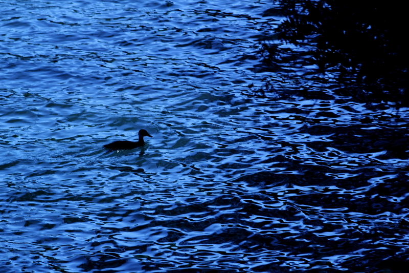 duck silhouette