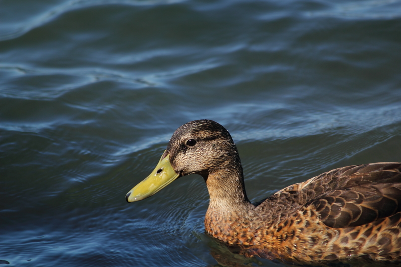 swimming duck