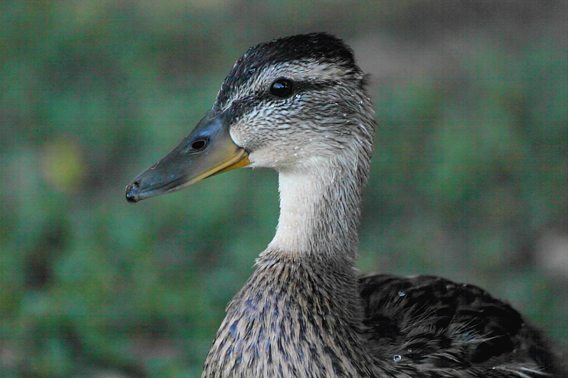 young duckie