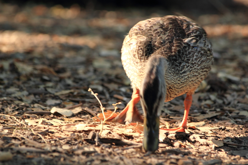 foraging duck