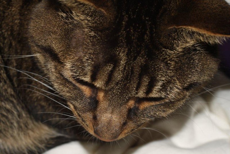 The cat