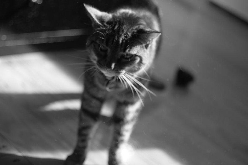 Angry cat