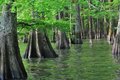 Lake Washington Cypress