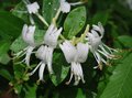 Honeysuckle after the rain....