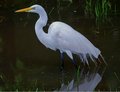 Egret on the Natchez Trace