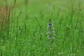 Natchez-Trace-Wildflower.jpg