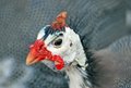 Guinea Fowl portrait