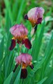 Iris(es)in my garden ....