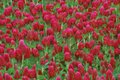 Red Clover in field