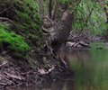 Yockanookany River moss