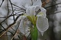 Bearded Iris after a Rain