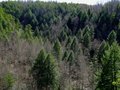 Savage Gulf  Recreation Area